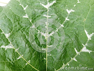 The leaves of the honey gourd plant have a nice texture Stock Photo