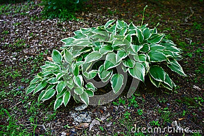 Leaves of the Hosta plantaginea in garden Stock Photo