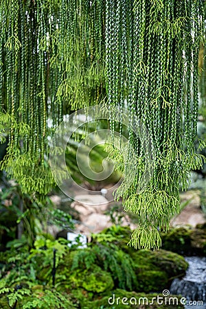 Leaves of Huperzia ferns or keeled tassel fern, Green leaves hanging vertical lines pattern on natural background Stock Photo