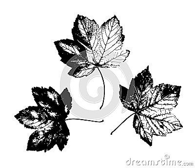 Leaves imprints isolated on white background vector Vector Illustration