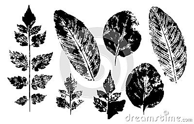 Leaves imprints set isolated on white background vector Stock Photo