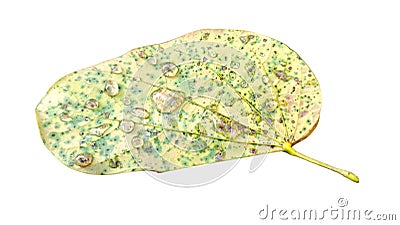 The leaves are infected with fungal diseases, water droplets, white background Stock Photo