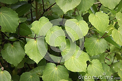 Kawakawa Leaves Stock Photo