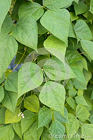 Leaves of kidney beans growing on farm. Green plant of kidney bean Phaseolus vulgaris in homemade garden. Stock Photo