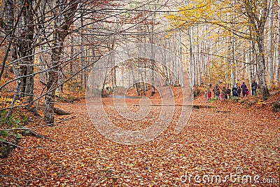 Leaves on the lake and fall landscape Editorial Stock Photo