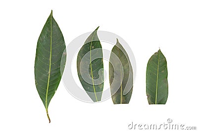 leaves. leaf. drity. rot. isolated on white background Stock Photo