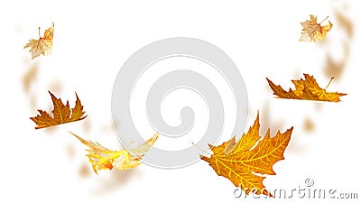 leaves leaf falling fall isolated for background Stock Photo