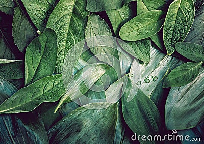 Leaves leaf texture green organic background macro layout closeup toned Stock Photo