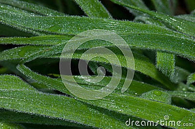 Leaves. Stock Photo