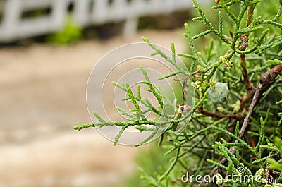 The Leaves Of Lemon Cypress Ornamental Tree Stock Photo