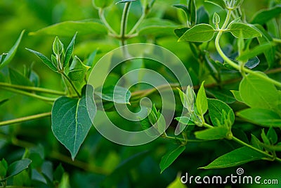 Leaves of a living hedge, Stock Photo