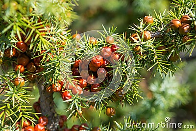 Leaves and mature cones of Juniper Juniperus oxycedrus..Close-up of Juniper branch with orange-red seed cones in sunlight. Sele Stock Photo
