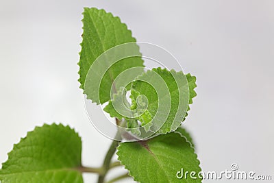 Leaves of a Mexican mint, Coleus amboinicus Stock Photo