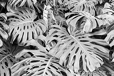 Leaves of Monstera deliciosa, the fruit salad plant, in black and white Stock Photo