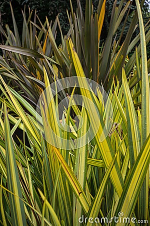 Leaves of new zealand flax phormium agavaceae tanax dark ddelight Stock Photo