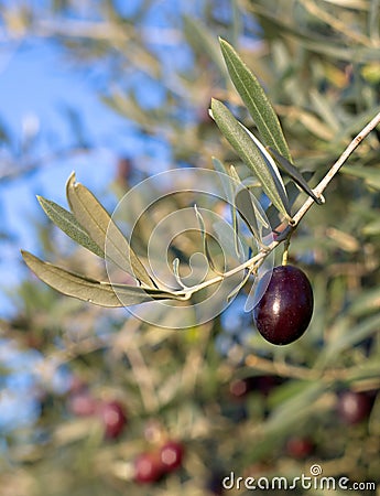 Leaves of olives and a mature fruit on the branch Stock Photo