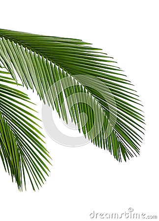 Leaves of palm tree Stock Photo