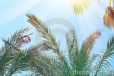 Leaves of palm tree on the blue sky. Copy space Stock Photo