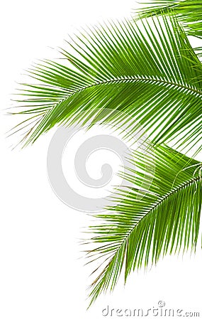 Leaves of palm tree isolated on white background Stock Photo