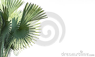 Leaves palm trees Livistona Rotundifolia or fan palm. isolated Stock Photo