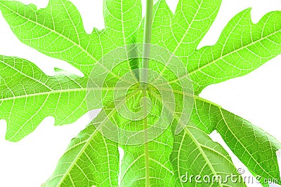 Leaves papaya background Stock Photo