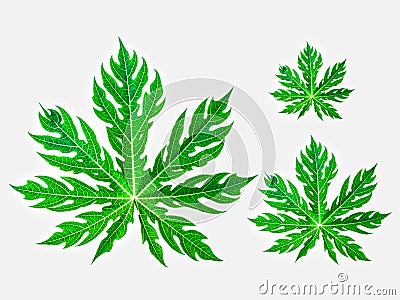 The leaves of the papaya tree have different sizes Stock Photo