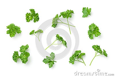 Leaves of Parsley Isolated on White Background Stock Photo