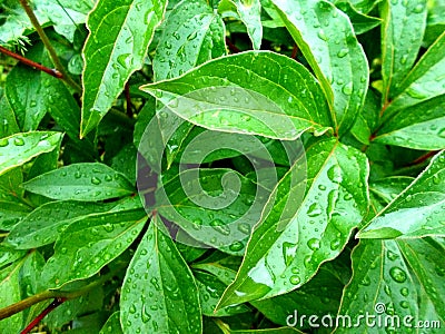 The leaves of peony with drops of rain field Stock Photo