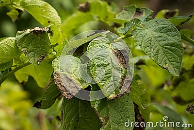 Leaves Plant Of Potato Stricken Phytophthora. Stock Photo