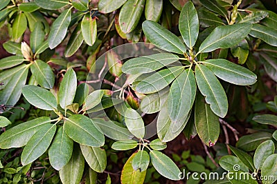 Leaves of the plant Rhododendron catawbiense Stock Photo