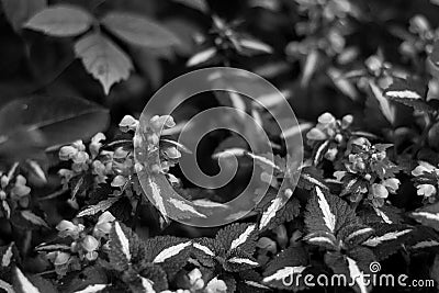 Leaves of the plant with white stripes, similar to the paint. In a black and white version. Stock Photo