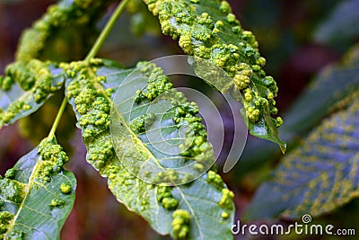 Leaves of plants infected by a fungus Stock Photo