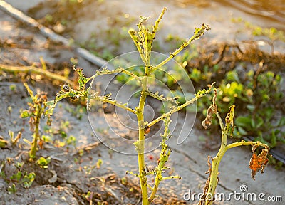 Leaves Of Potato With Diseases. Plant Of Potato Stricken Phytophthora Phytophthora Infestans In the field. Close Up. vegetables Stock Photo