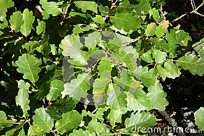 Leaves of pubescent oak Stock Photo