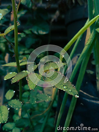 Leaves after rain that cause wetness Stock Photo