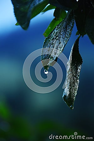 Leaves after rain with drops of moisture. dark evening photo. Macro Stock Photo