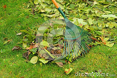 Leaves rake Stock Photo