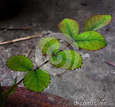 7 leaves of Rose plant Stock Photo