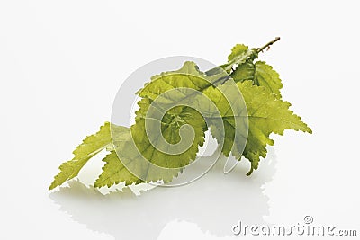 Leaves of Sapporo Autumn Gold elm Stock Photo