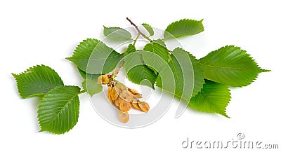 Leaves and seeds of Elms Isolated on white background Stock Photo