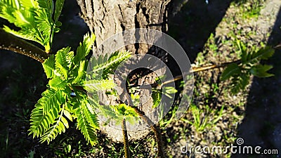 Leaves and shadow Stock Photo