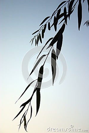 Leaves silhouette Stock Photo