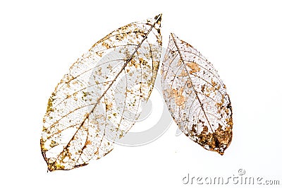 leaves Skeleton Stock Photo