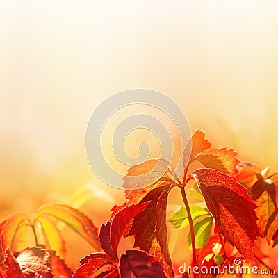 Leaves on soft color background Stock Photo