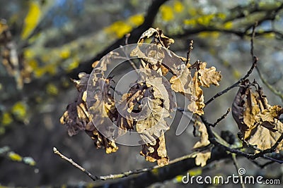 Dried leaves of an English oak, Common oak, Quercus robur, Quercus pendunculata, after winter Stock Photo