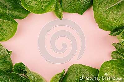Leaves spinach as frame on pink background. Healthy dieting spring food. Stock Photo