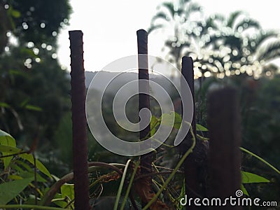 Leaves steal kodi maram natural Stock Photo