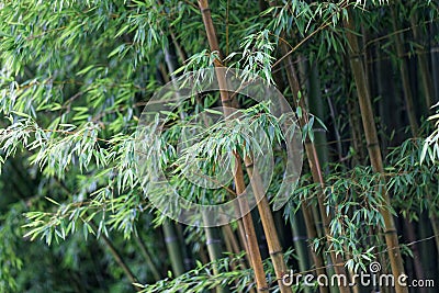 Leaves and steams of moso bamboo, Phyllostachys edulis Stock Photo