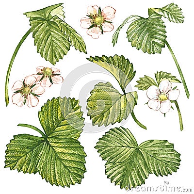 Leaves of Strawberries with flowers. Isolated on a white background. Hand drawn watercolor painting illustration. Cartoon Illustration