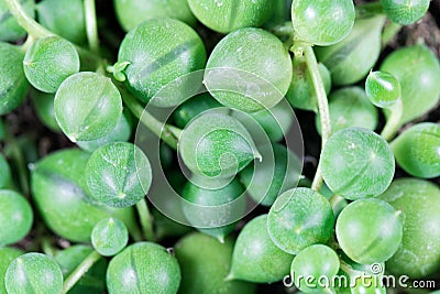 Leaves of the succulent plant Senecio rowleyanus Stock Photo